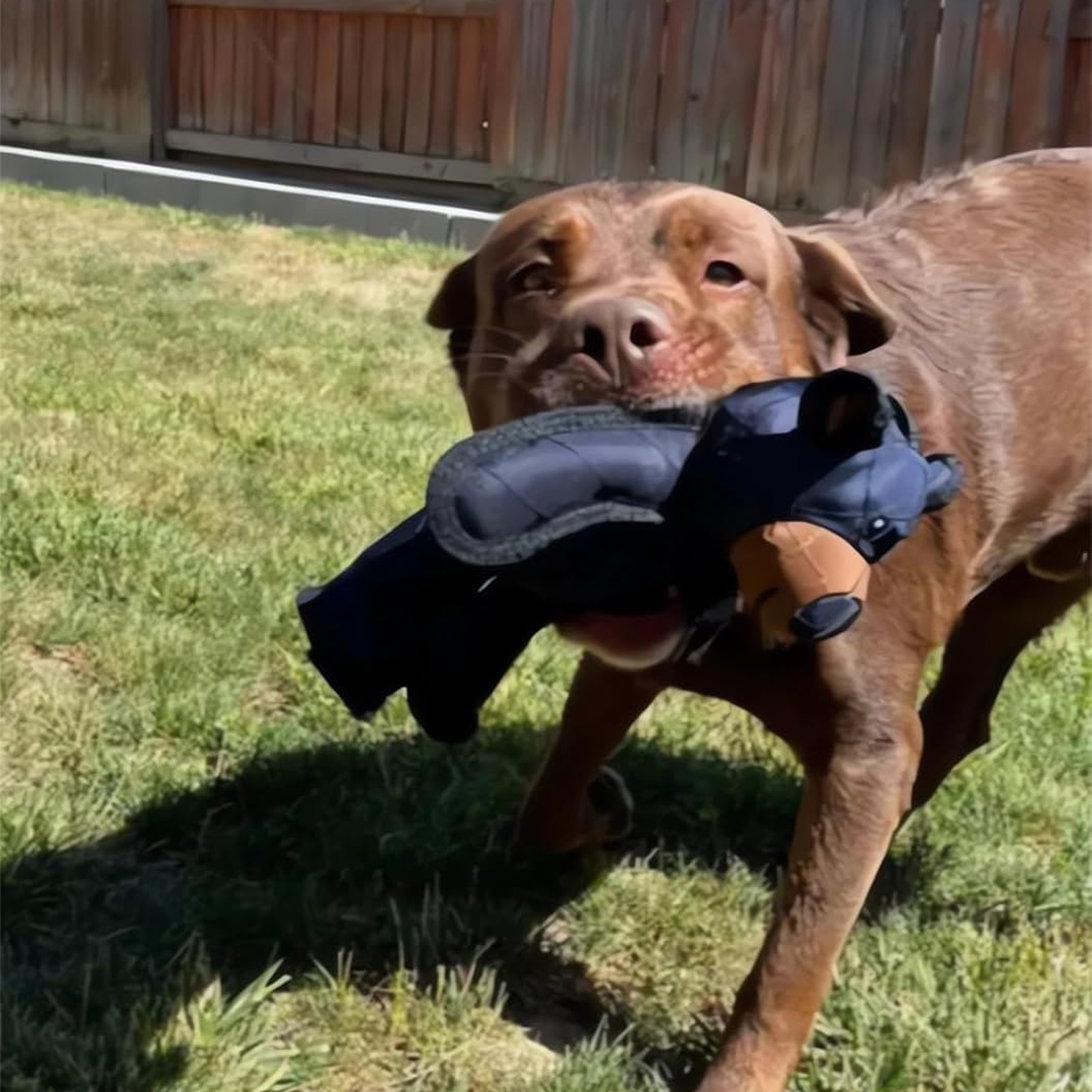Dog Teething Training Mighty Bear Pet Toys Durable Tough Heavy Duty Chewer Dog Toy Gifts for Puppy Dog Toys